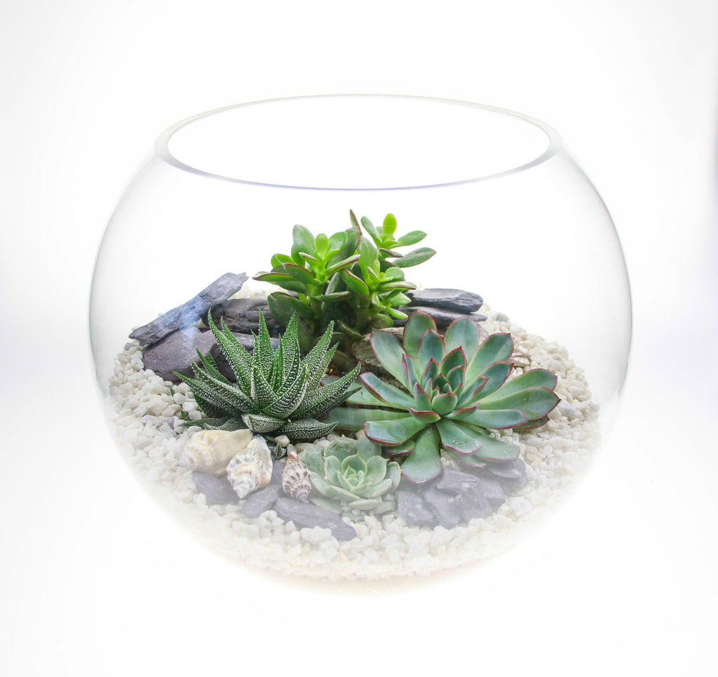 The Canyon - Globe Terrarium with 4 Succulent Plants- Extra Large