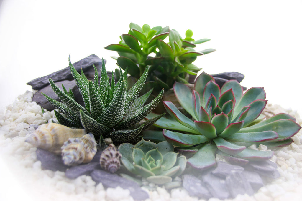 The Canyon - Globe Terrarium with 4 Succulent Plants- Extra Large