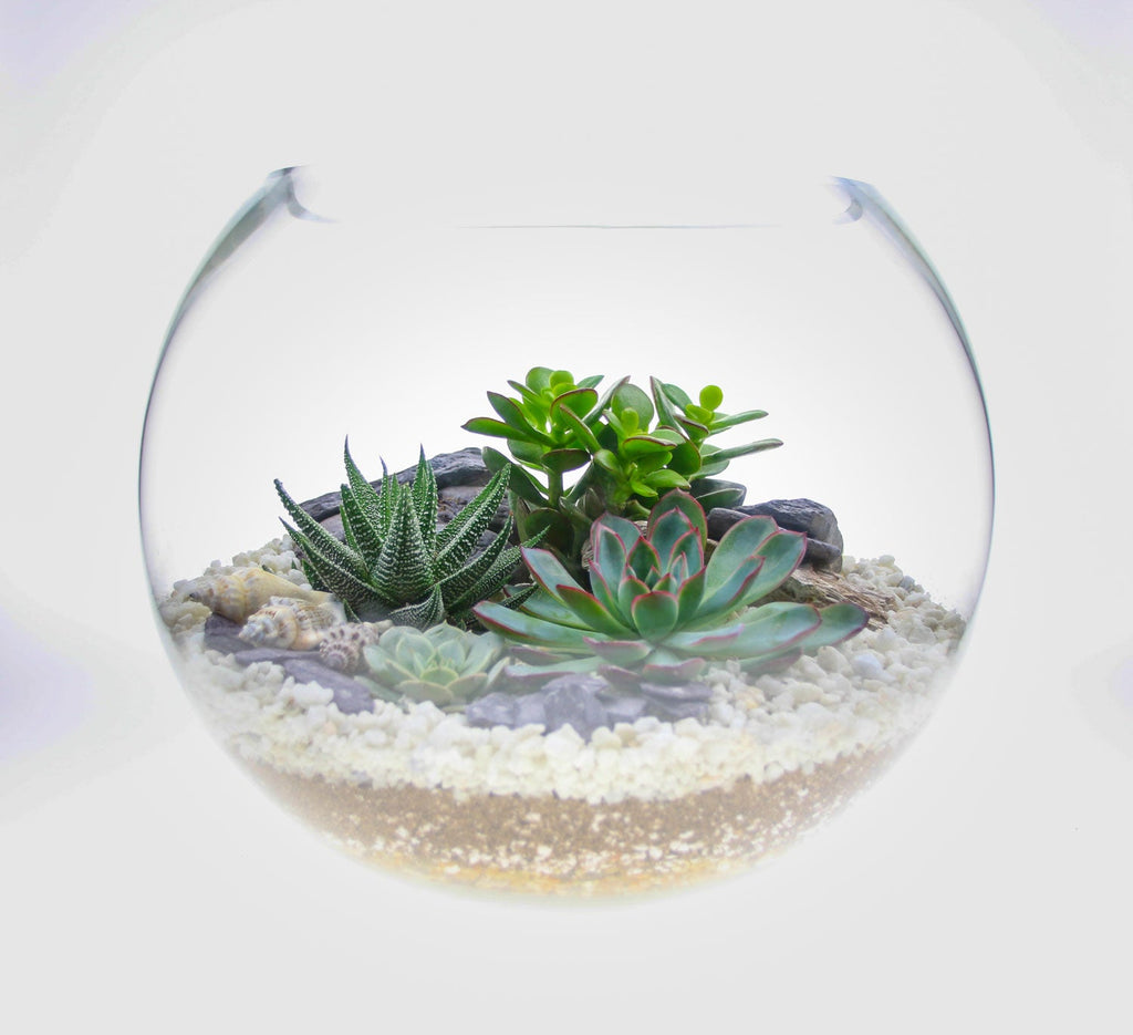 The Canyon - Globe Terrarium with 4 Succulent Plants- Extra Large