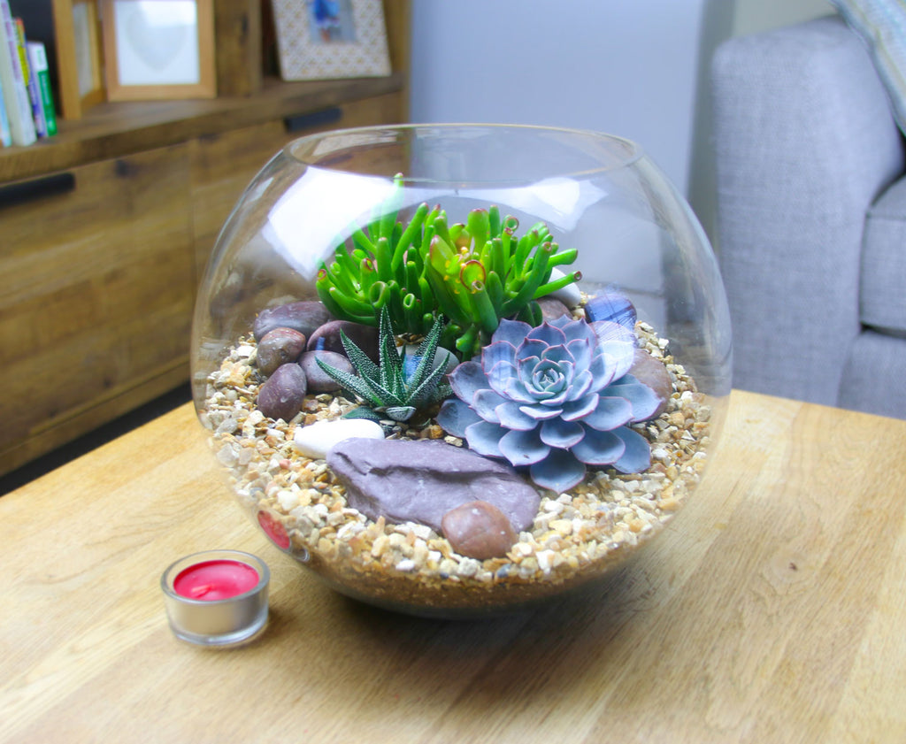 The Oasis - Glass Globe Terrarium with Living Plants - Large