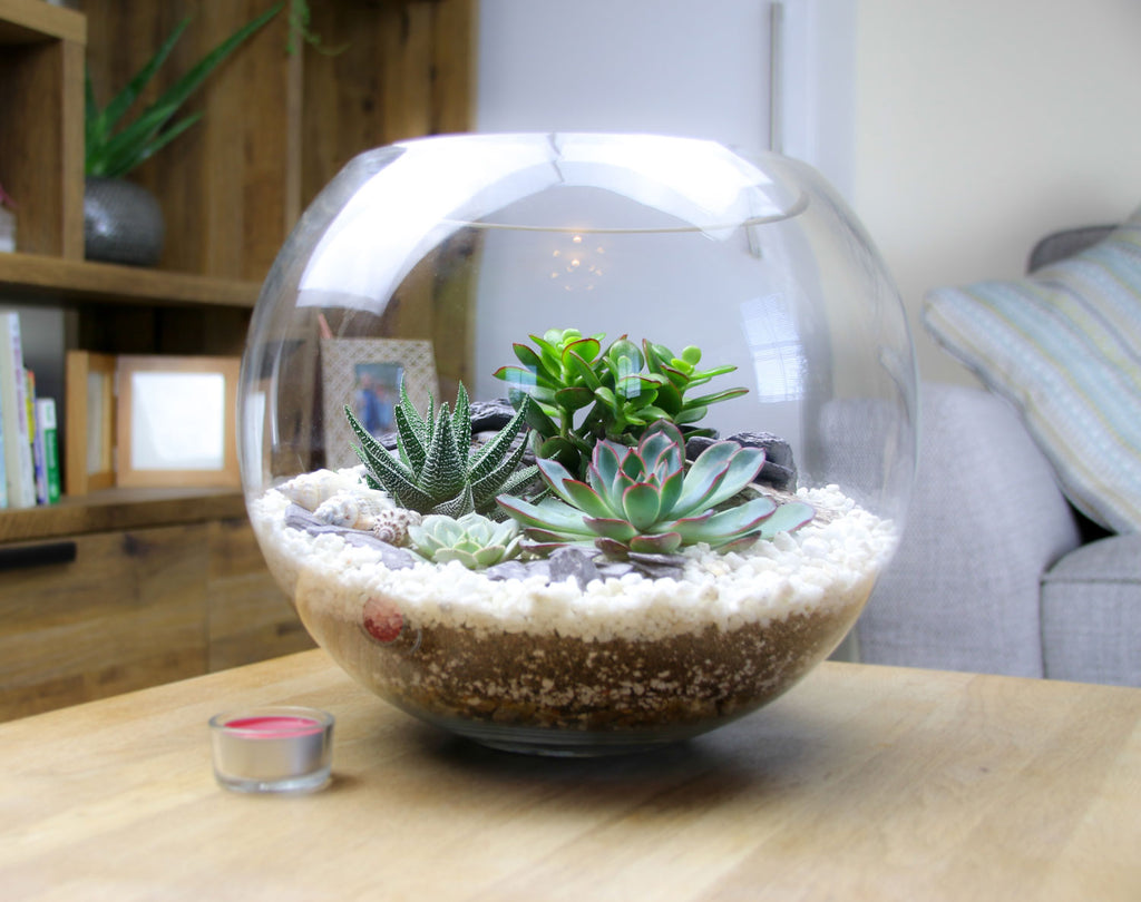 The Canyon - Globe Terrarium with 4 Succulent Plants- Extra Large
