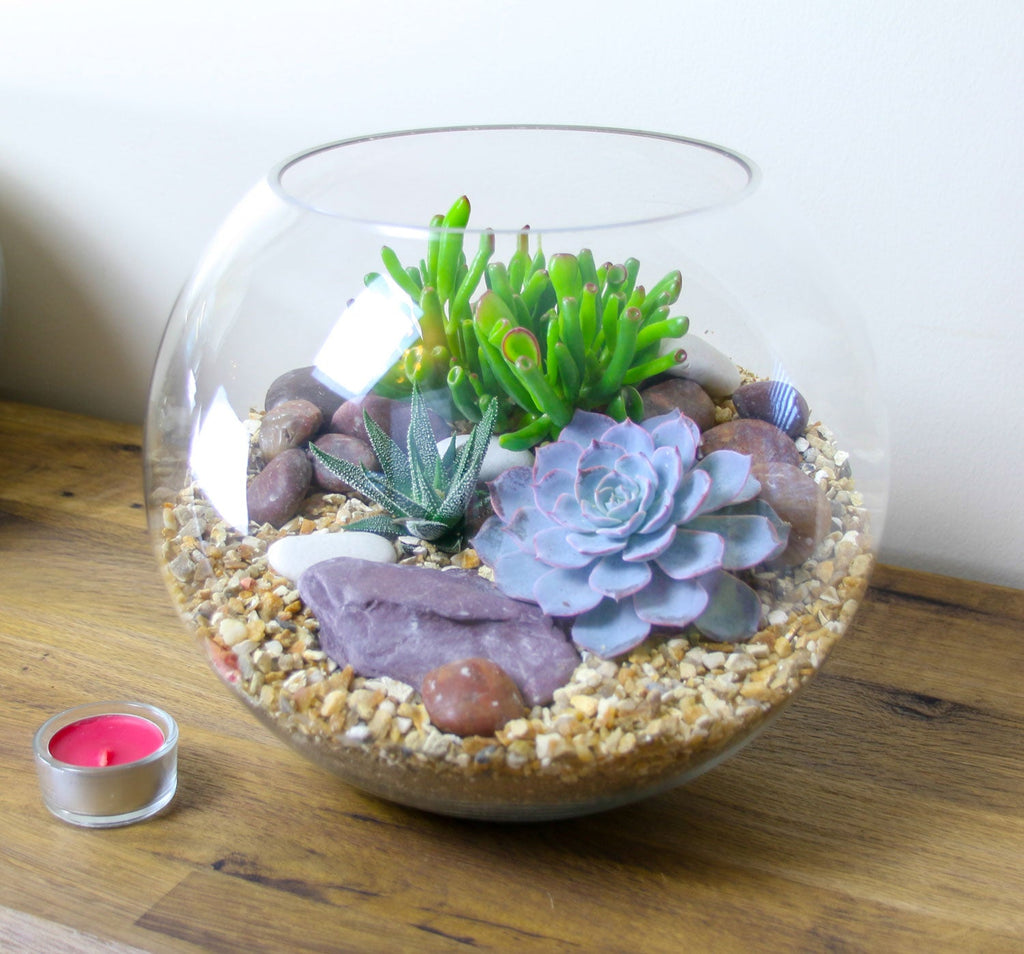The Oasis - Glass Globe Terrarium with Living Plants - Large
