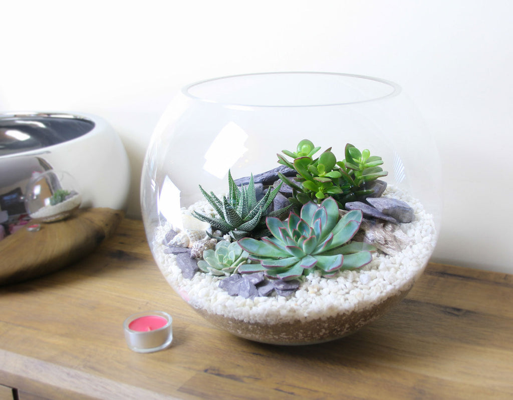 The Canyon - Globe Terrarium with 4 Succulent Plants- Extra Large