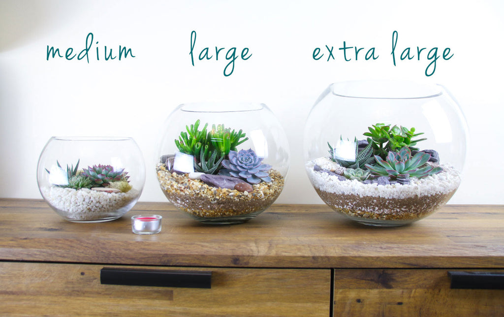 The Canyon - Globe Terrarium with 4 Succulent Plants- Extra Large