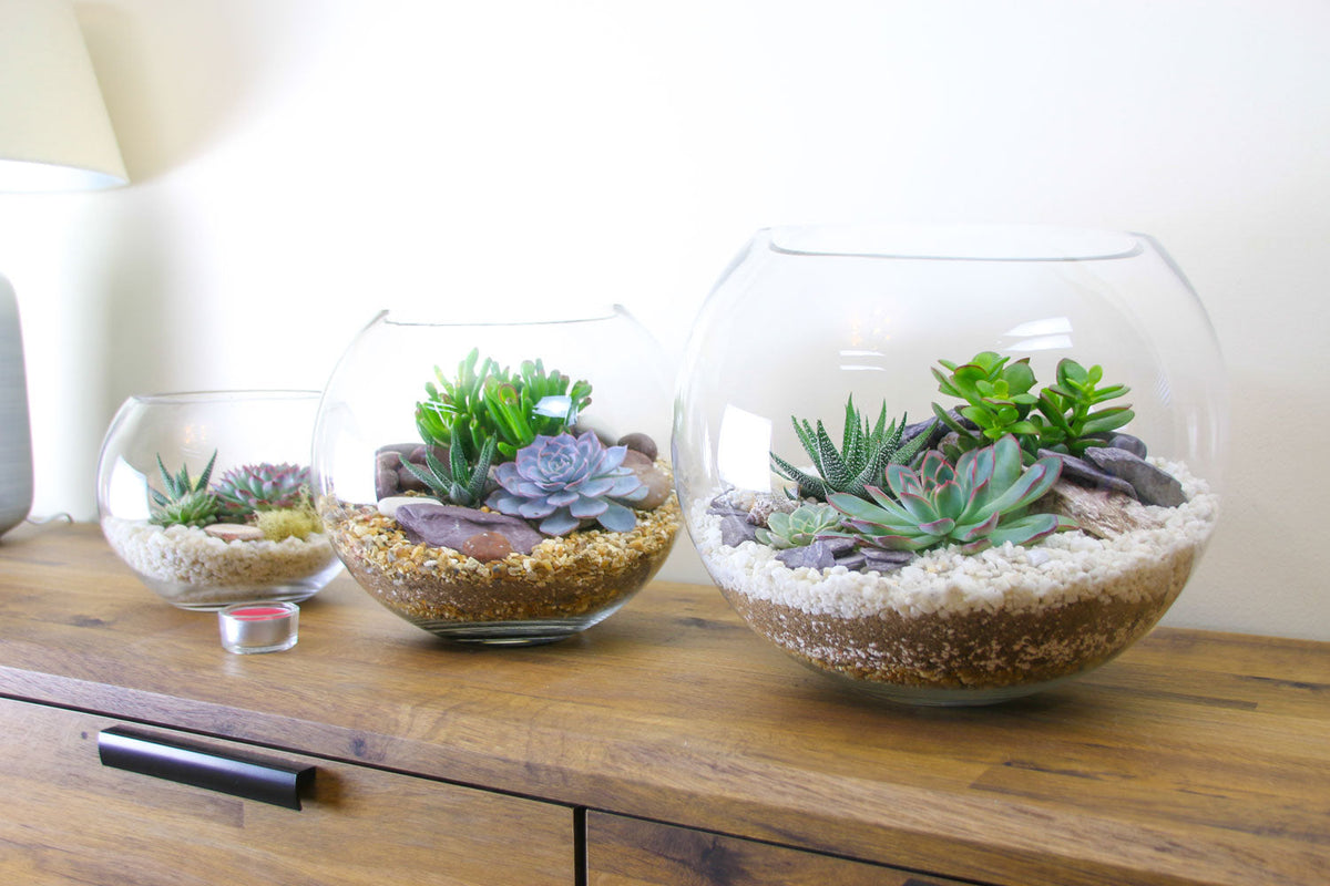 The Oasis - Glass Globe Terrarium with Living Plants - Large