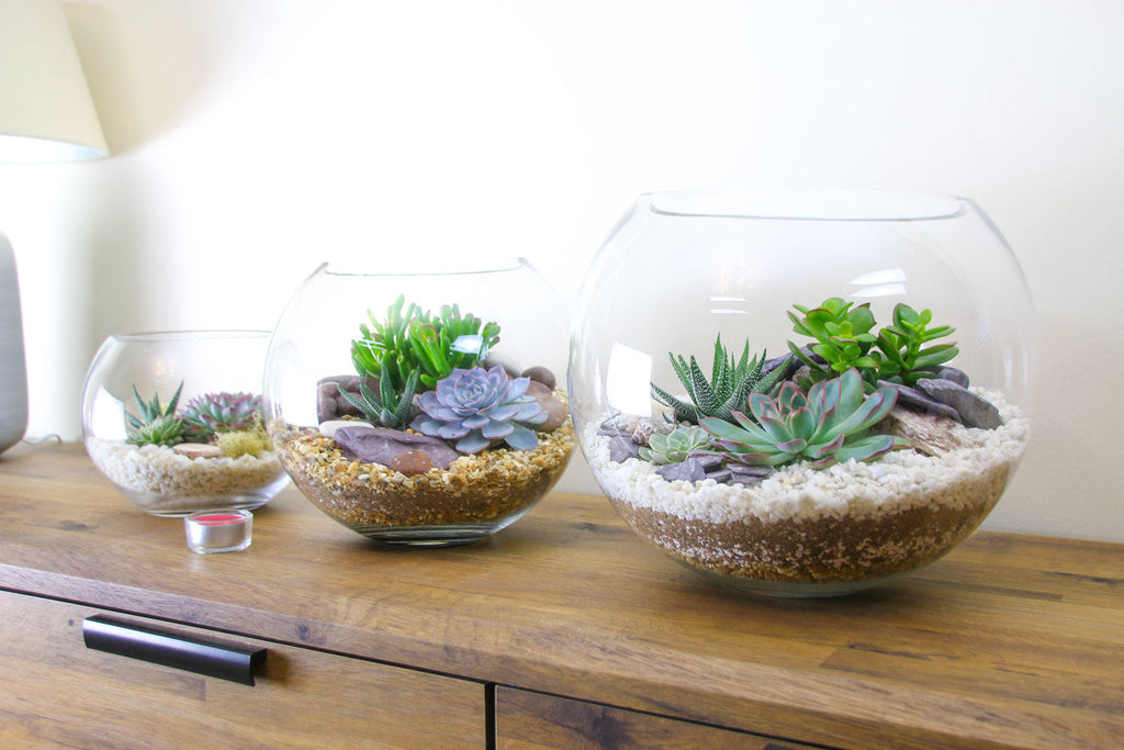 The Haven - Glass Globe Terrarium with Succulent Plants