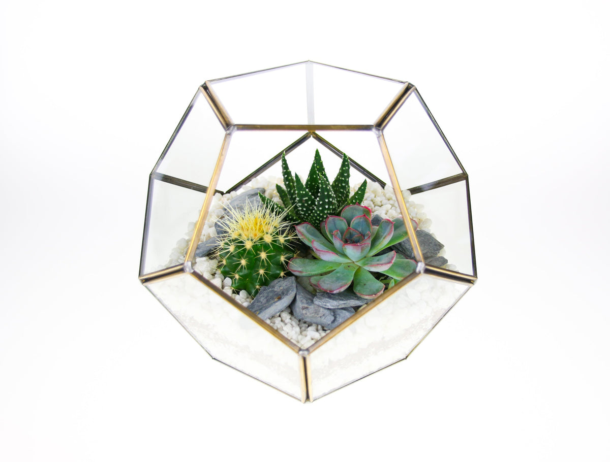 The Geode  - Geometric Terrarium with Cactus & Succulent Mix