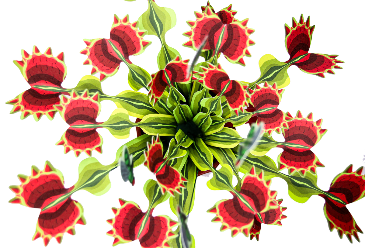 The Venus Fly Trap — Botanical Craft Kit by Plantlike