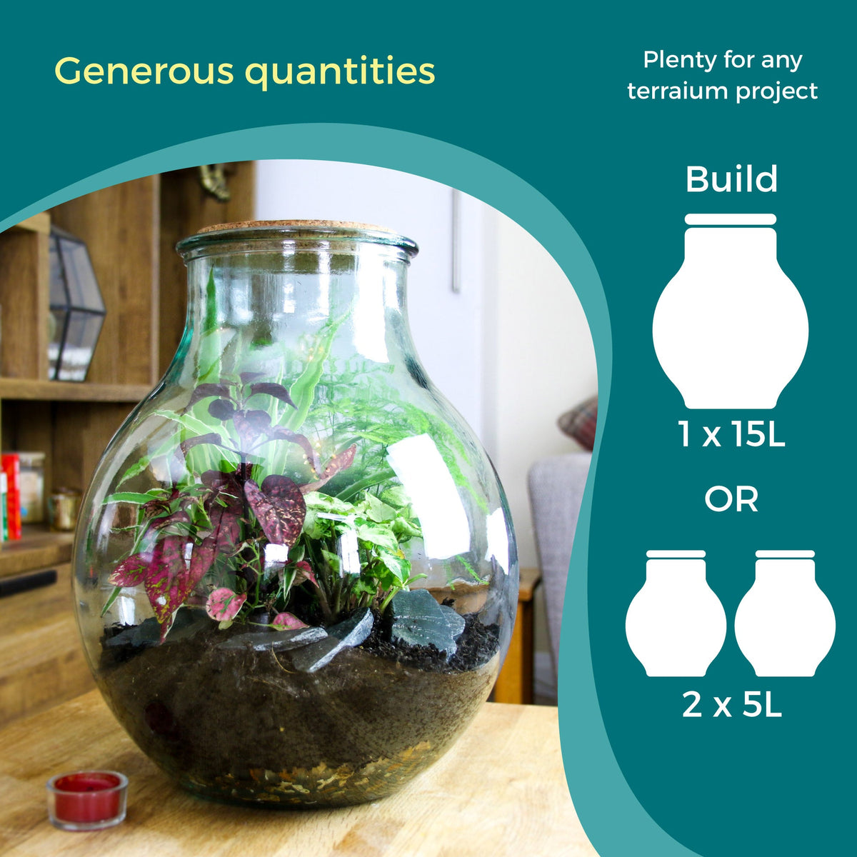 Large Closed Terrarium Starter Kit with 4 Plants - The Art of Succulents