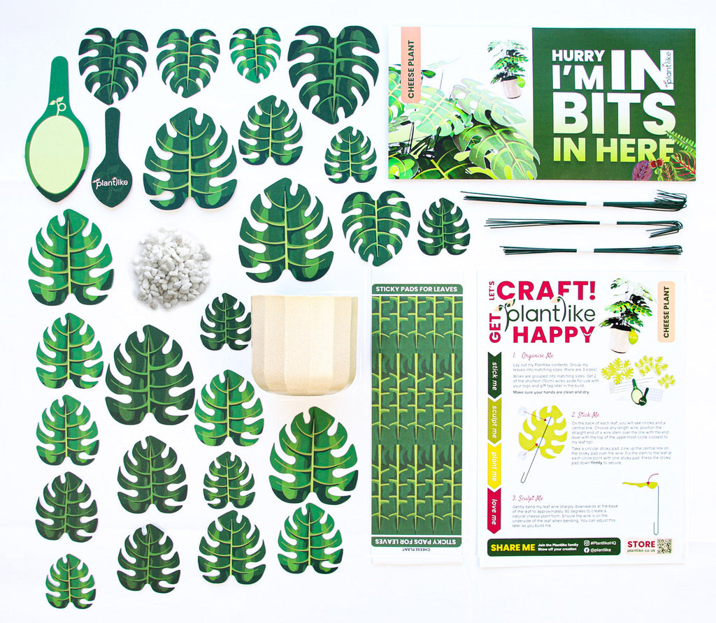The Cheese Plant — Botanical Craft Kit by Plantlike