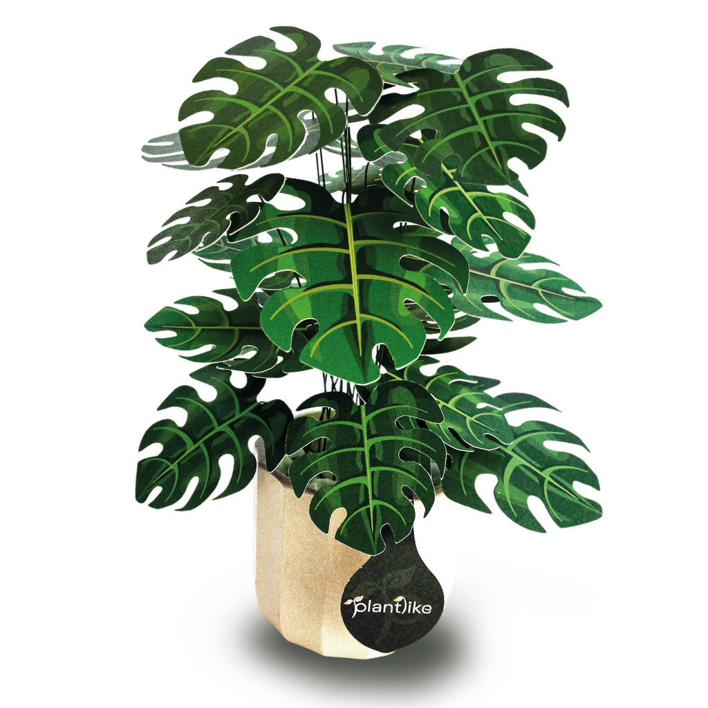 The Cheese Plant — Botanical Craft Kit by Plantlike