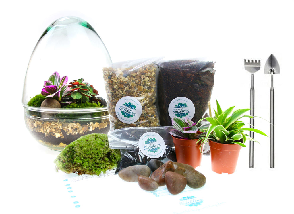 The Egg - All Glass Two Piece Terrarium with Living Plants