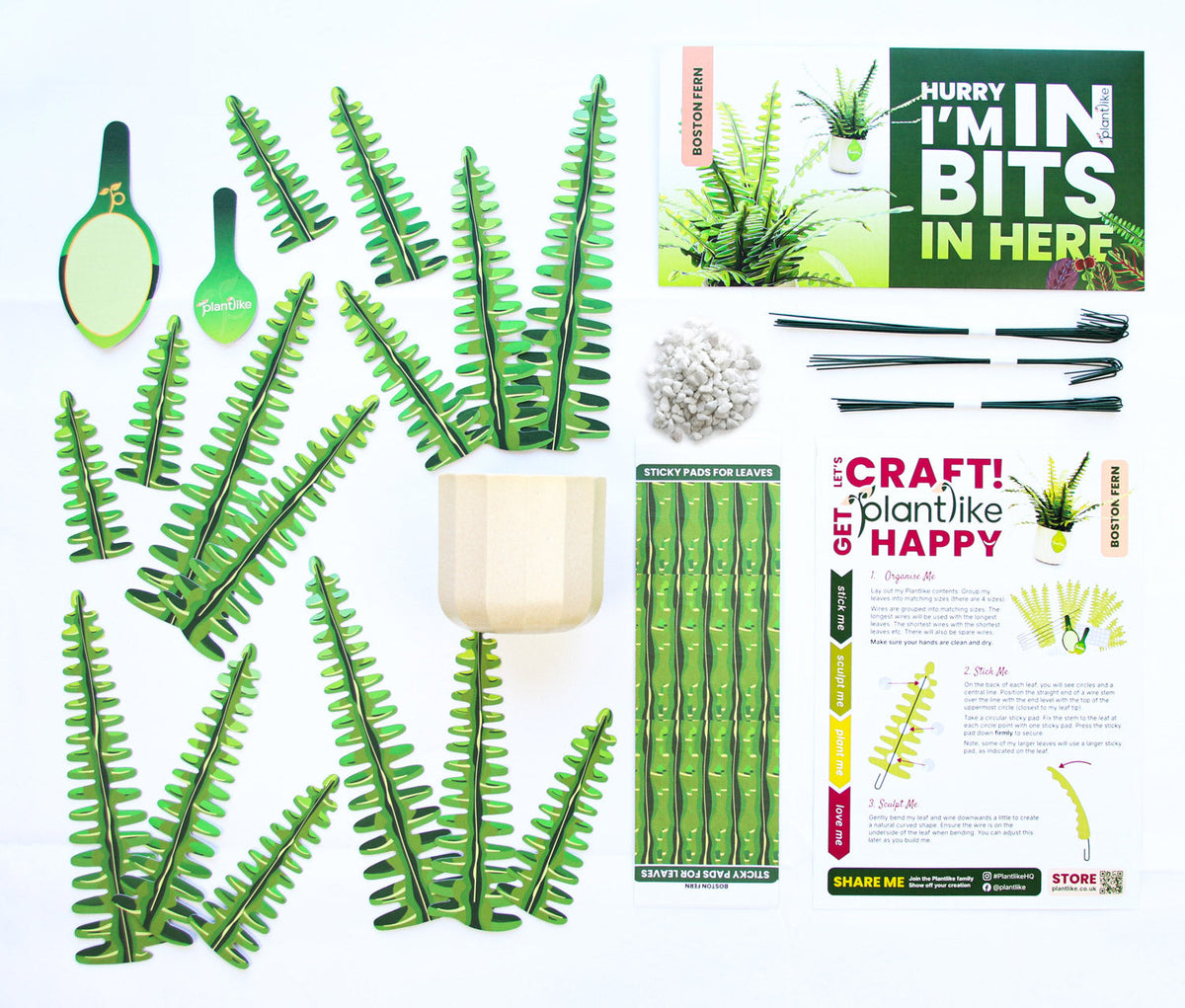 The Boston Fern — Botanical Craft Kit by Plantlike