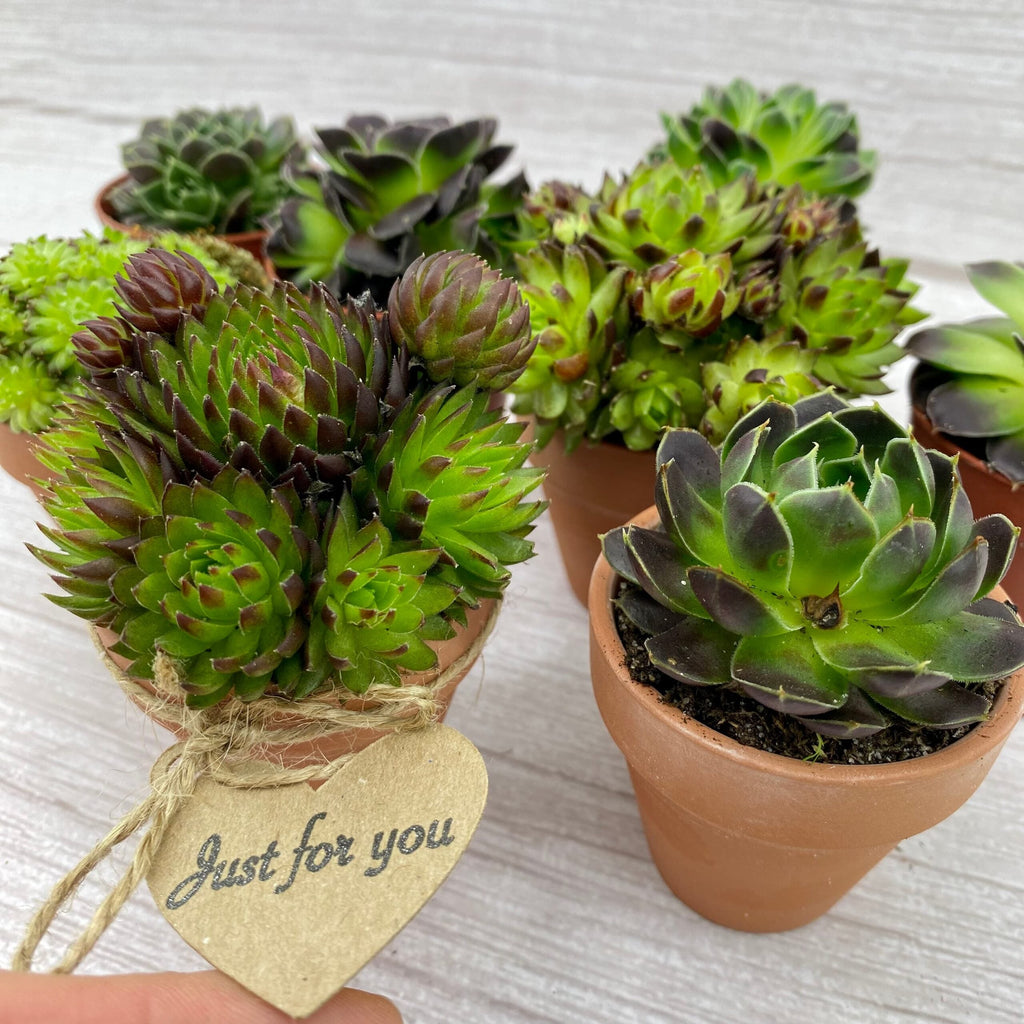Gardening Gift For Women