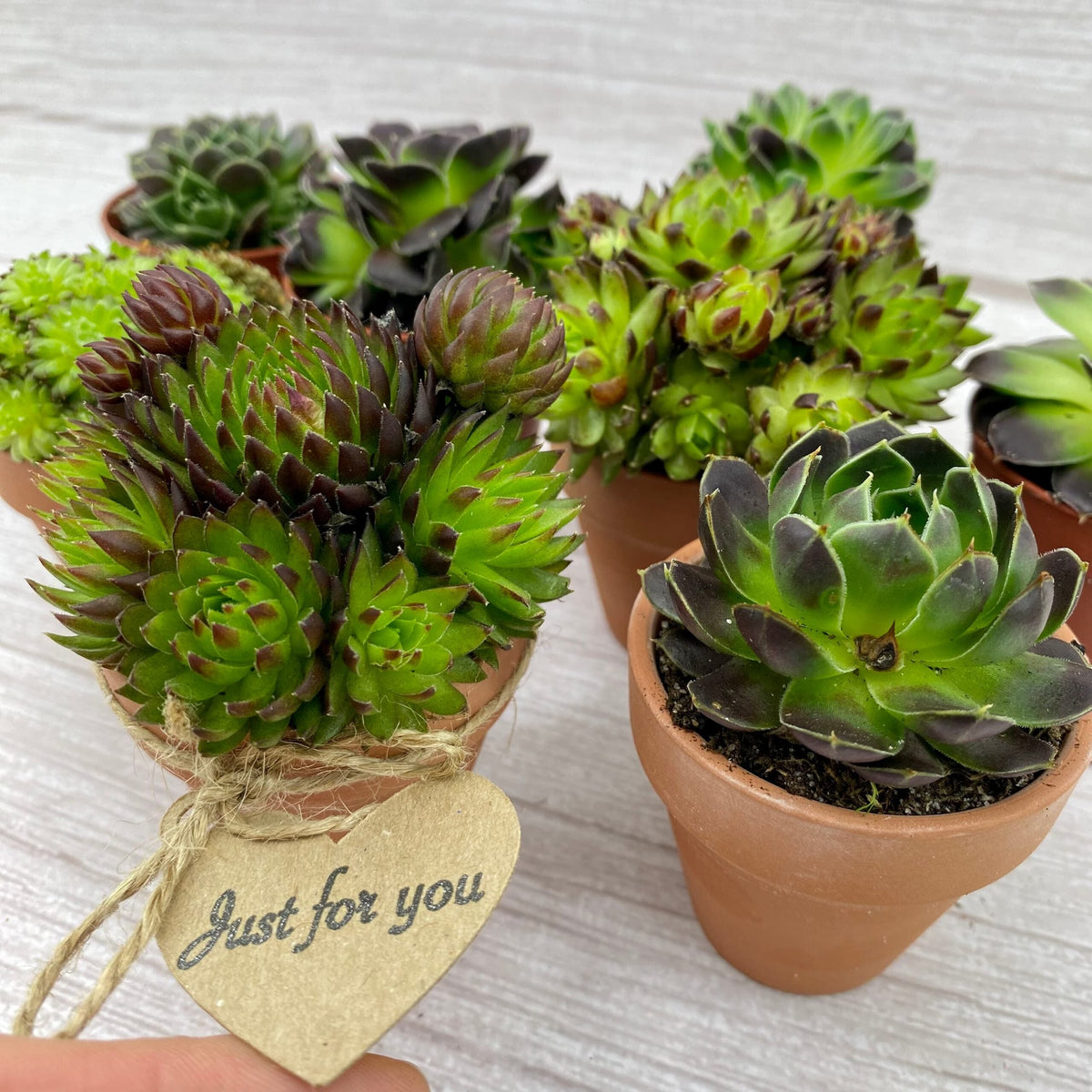 Gardening Gift For Women