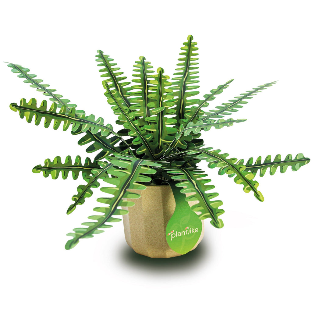 The Boston Fern — Botanical Craft Kit by Plantlike