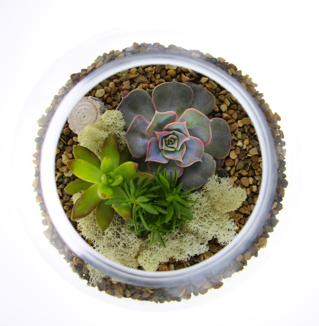 The Haven - Glass Globe Terrarium with Succulent Plants