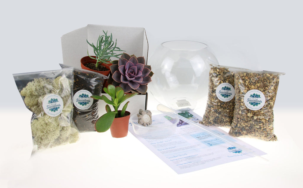 The Haven - Glass Globe Terrarium with Succulent Plants