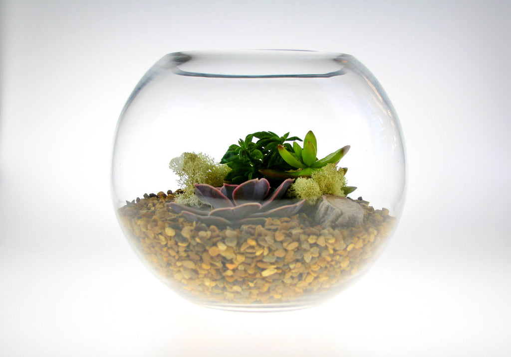 The Haven - Glass Globe Terrarium with Succulent Plants