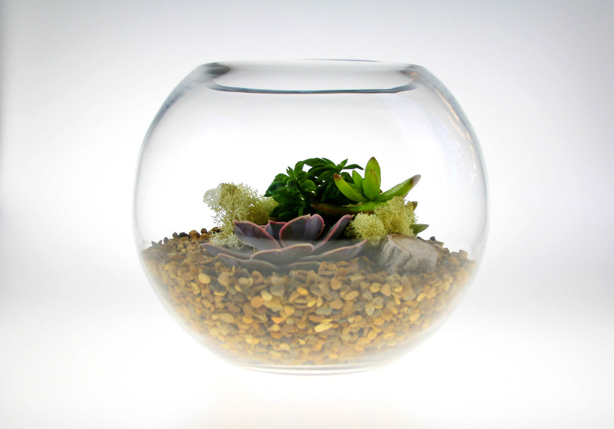 The Haven - Glass Globe Terrarium with Succulent Plants