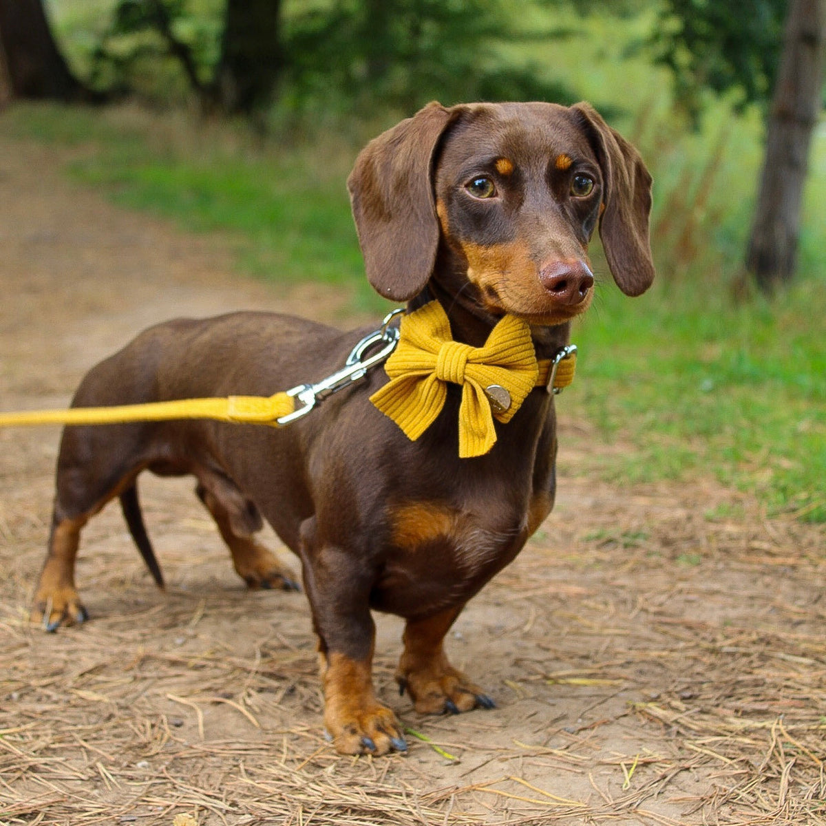 Mustard Yellow Corduroy Collar