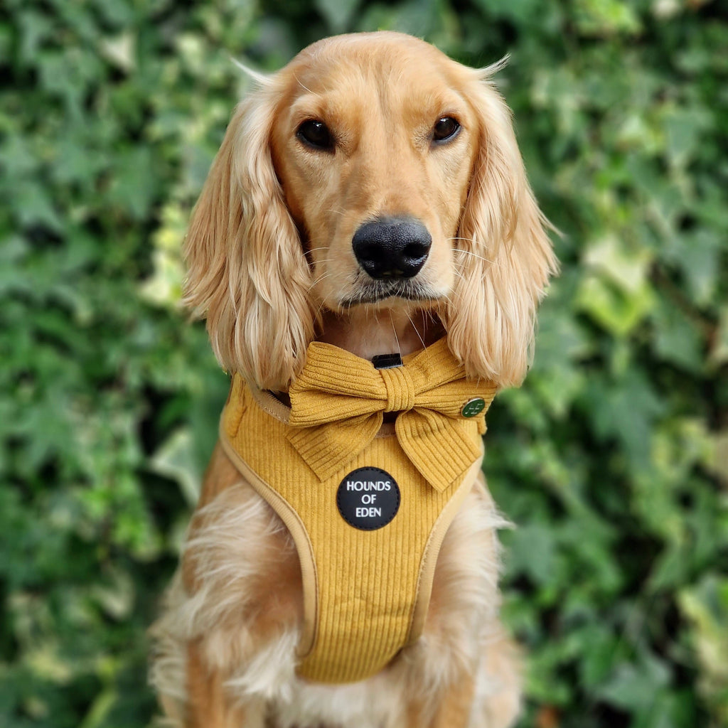 Mustard Yellow Corduroy Sailor Bow Tie