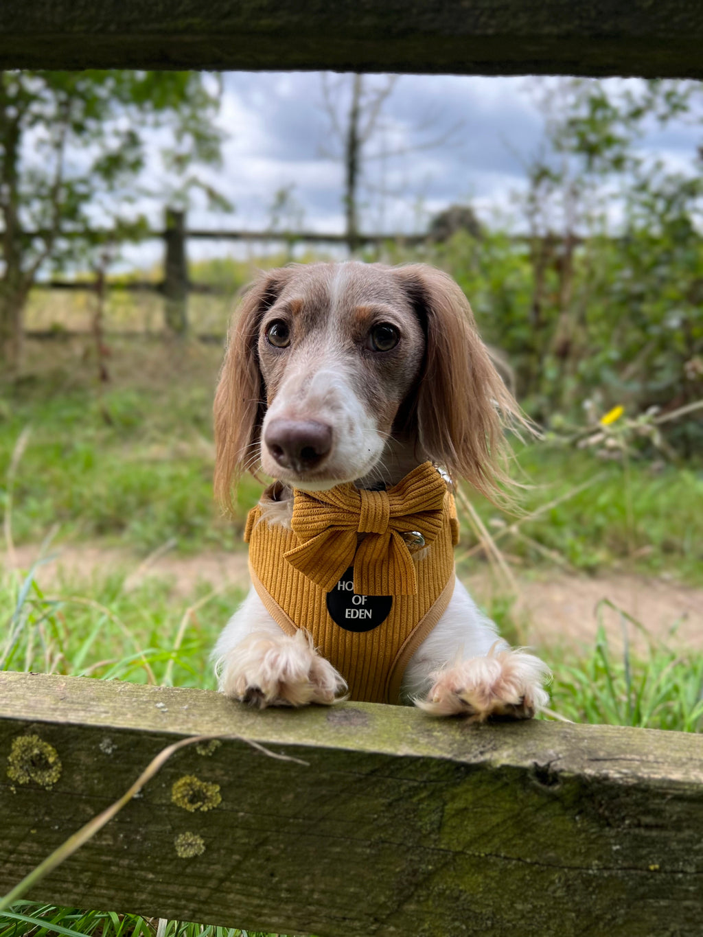 Mustard Yellow Corduroy Collar