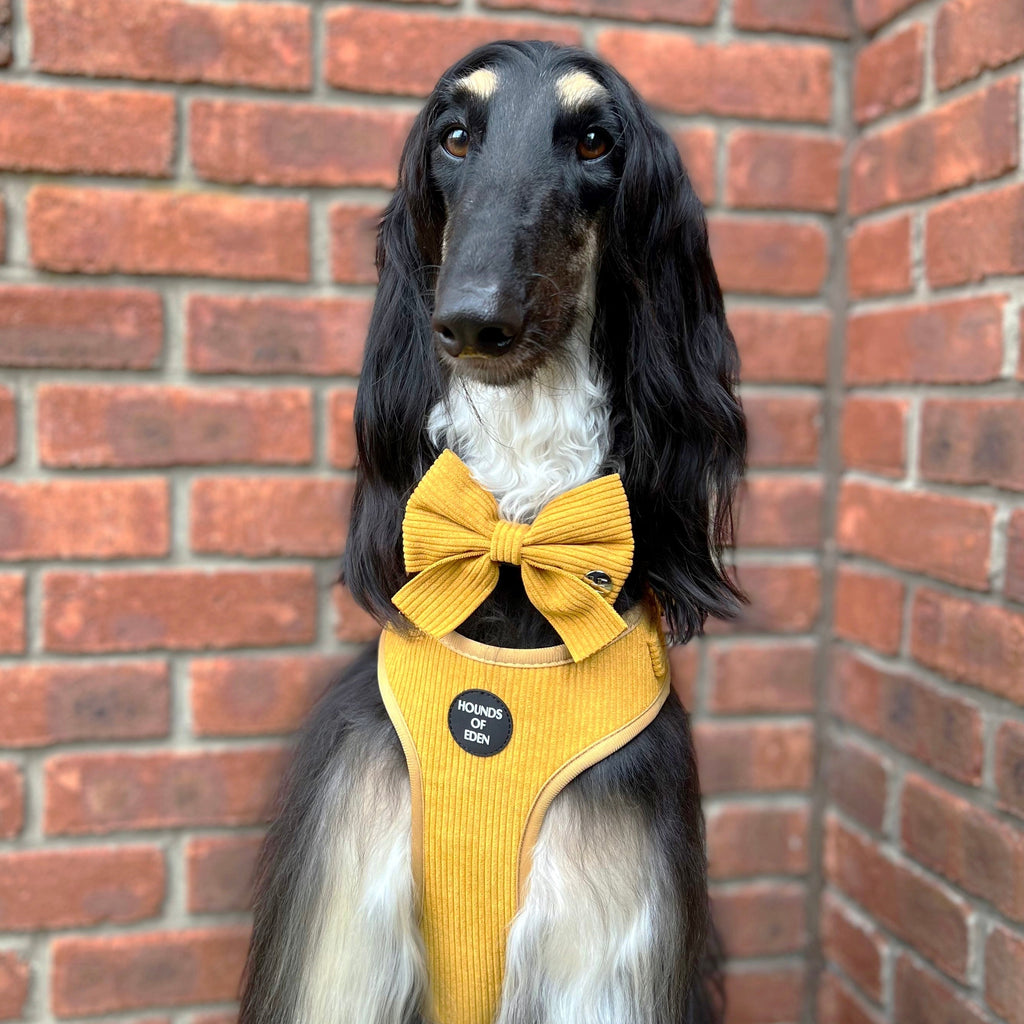 Mustard Yellow Corduroy Collar