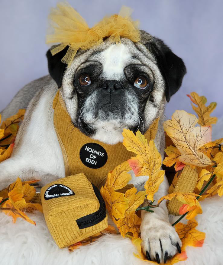 Mustard Yellow Corduroy Collar