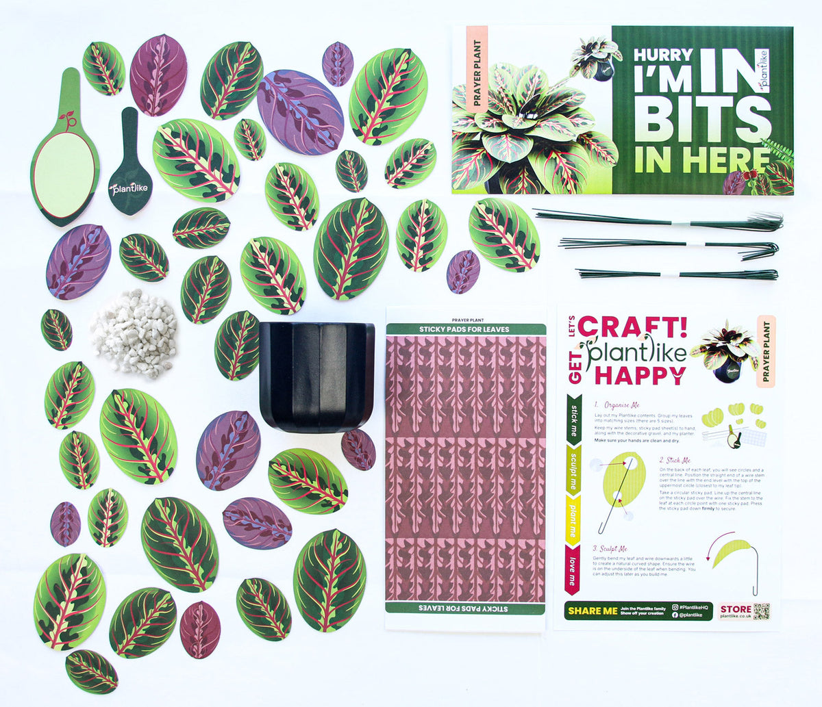 The Prayer Plant — Botanical Craft Kit by Plantlike