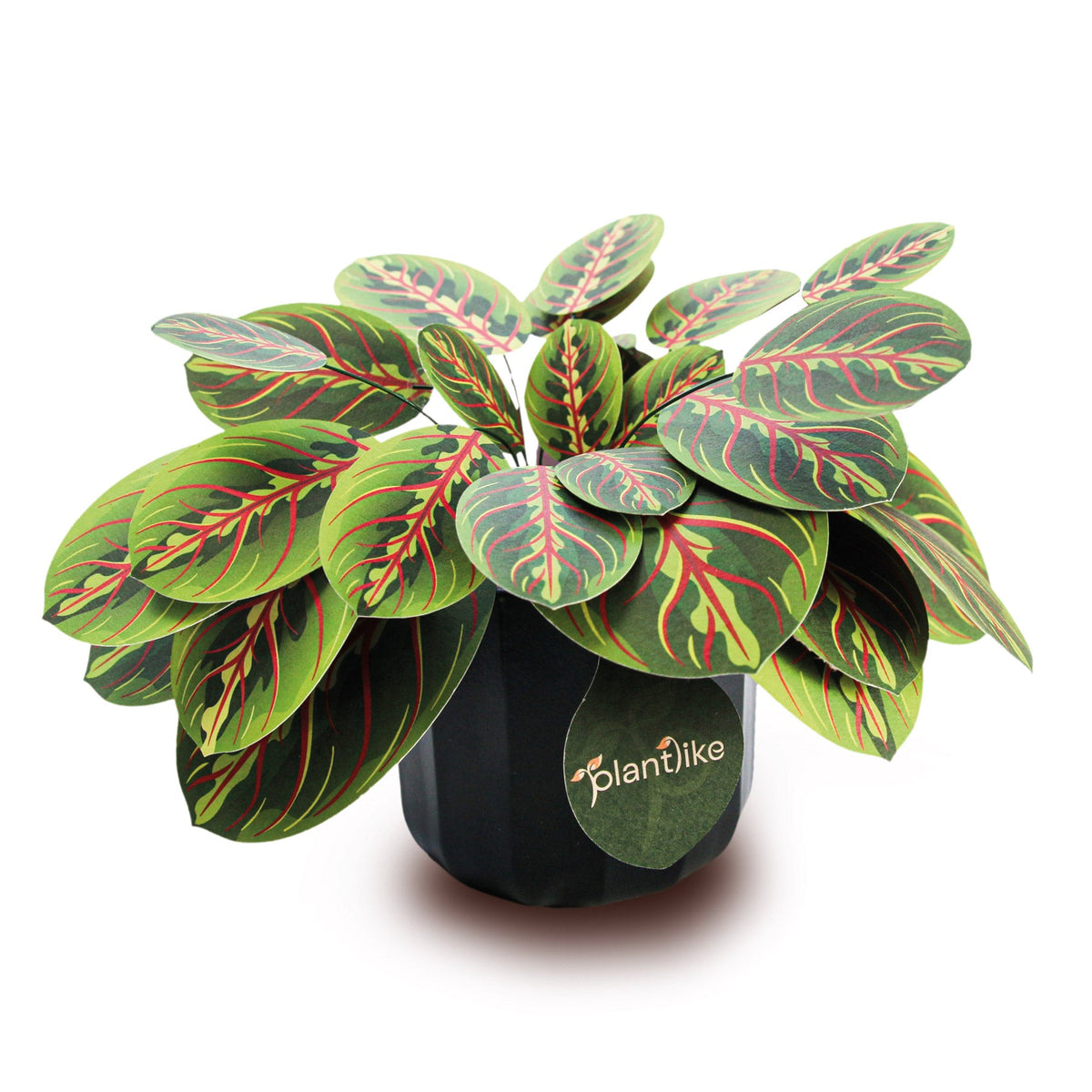 The Prayer Plant — Botanical Craft Kit by Plantlike