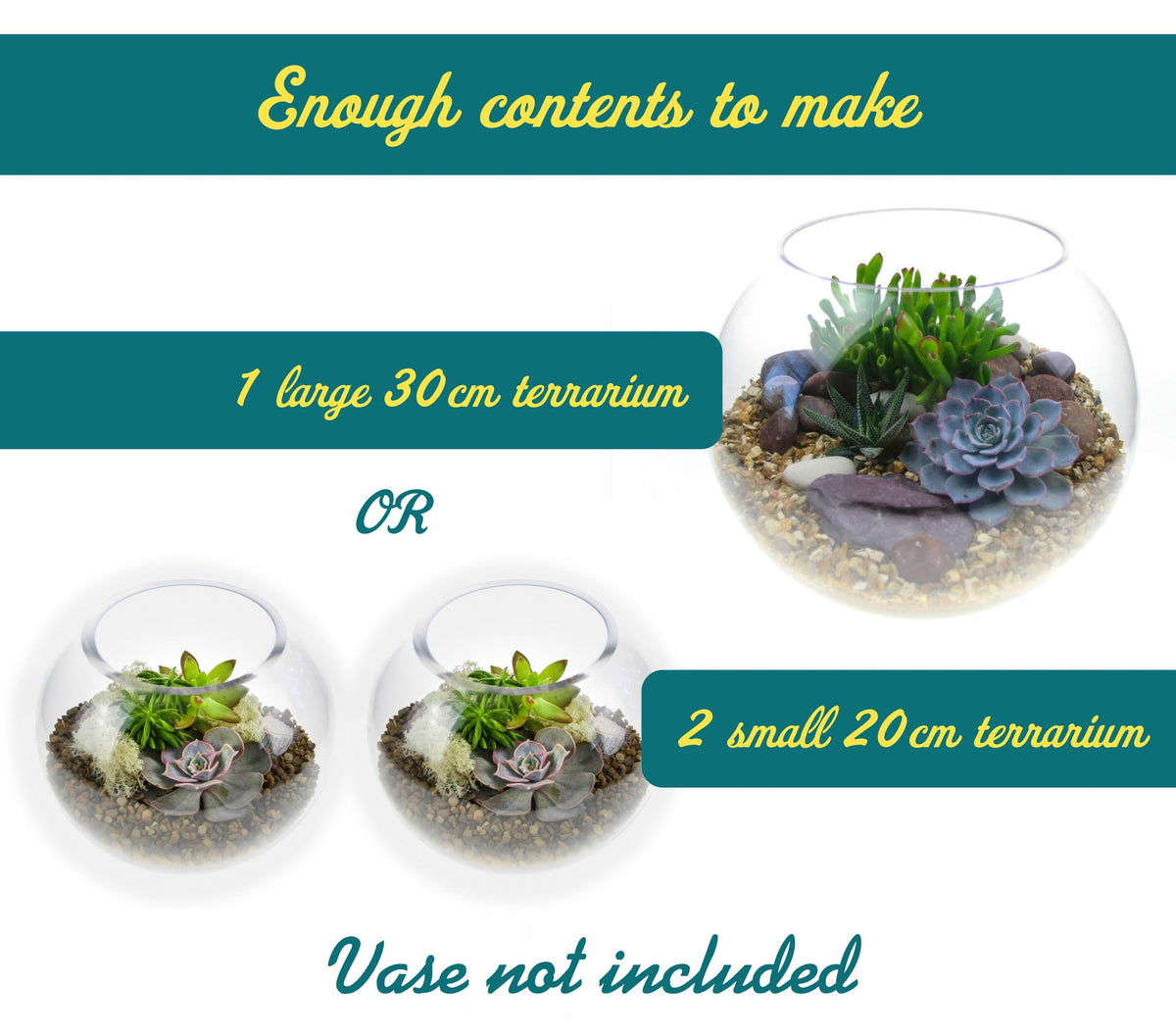 Open Terrarium Starter Kit with 6 Succulent Plants - Large