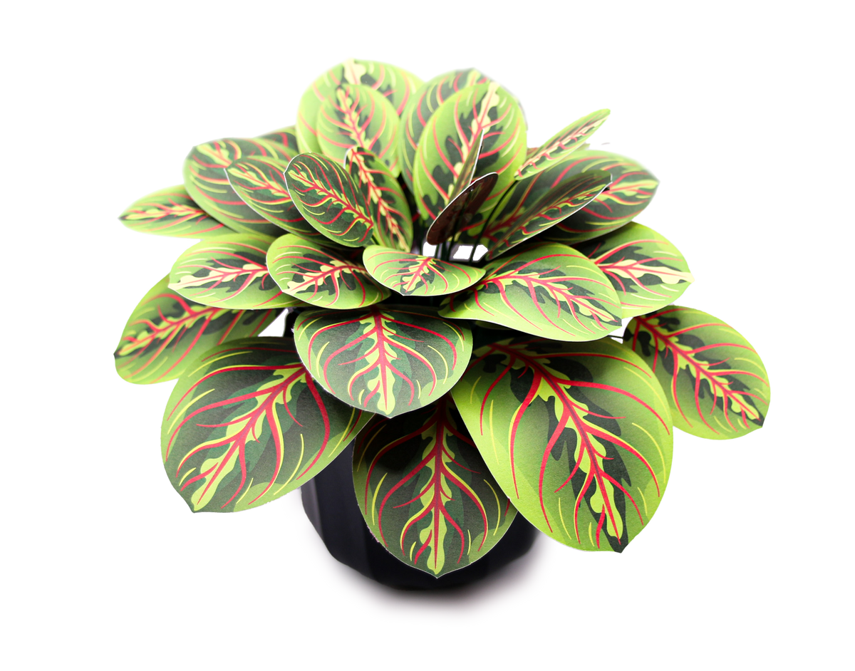 The Prayer Plant — Botanical Craft Kit by Plantlike